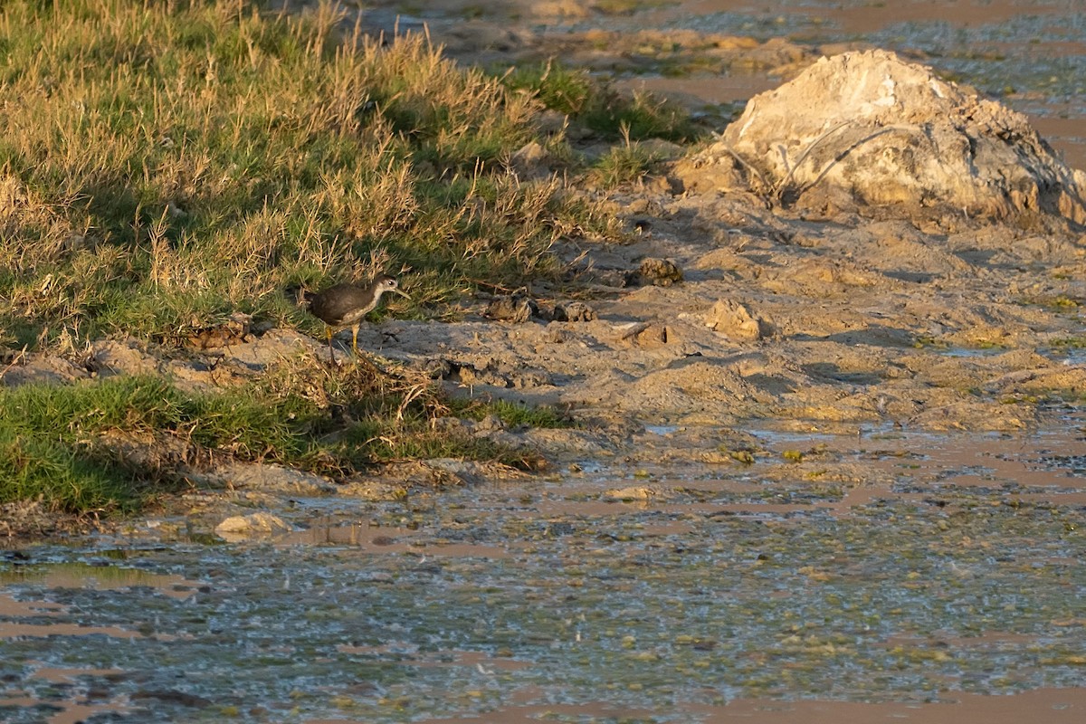 Râle à poitrine blanche - ML620307215