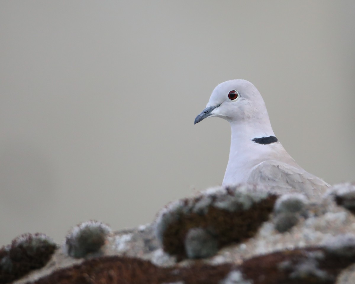 Eurasian Collared-Dove - ML620307218