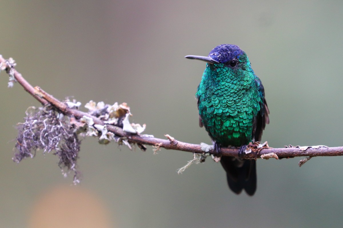 Indigo-capped Hummingbird - ML620307223