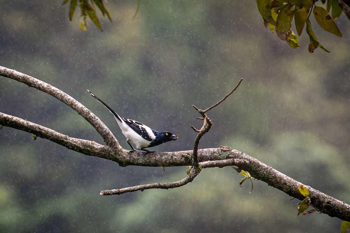 Magpie Tanager - ML620307225