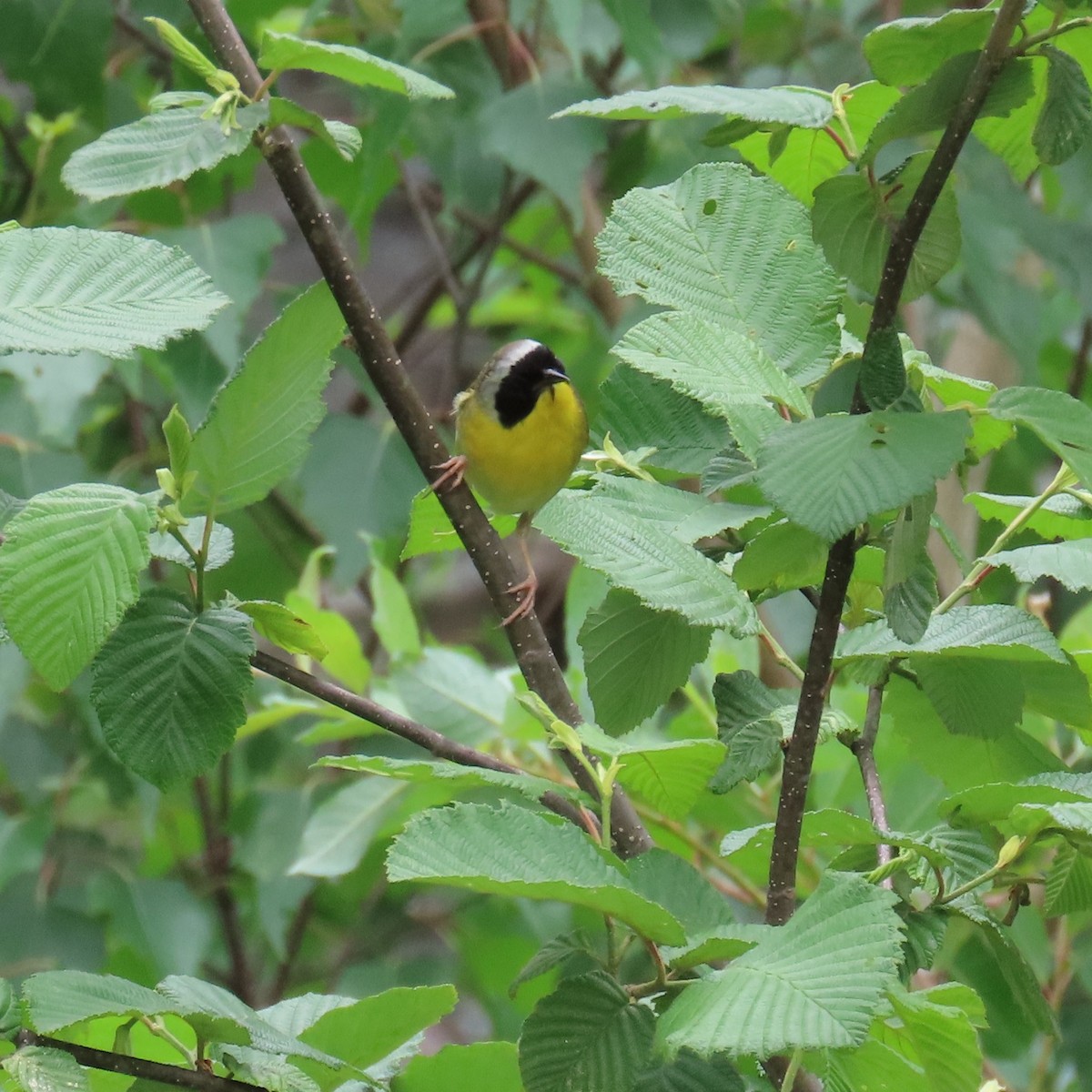 Common Yellowthroat - ML620307235