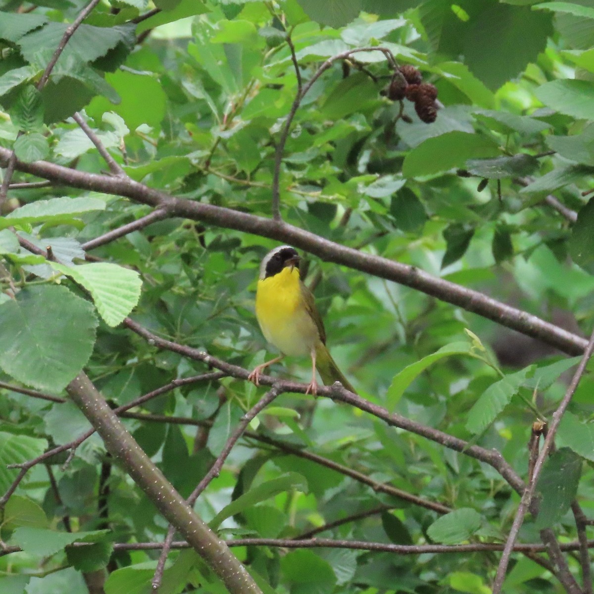 Common Yellowthroat - ML620307237