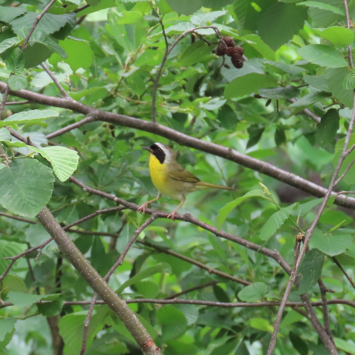 Common Yellowthroat - ML620307238