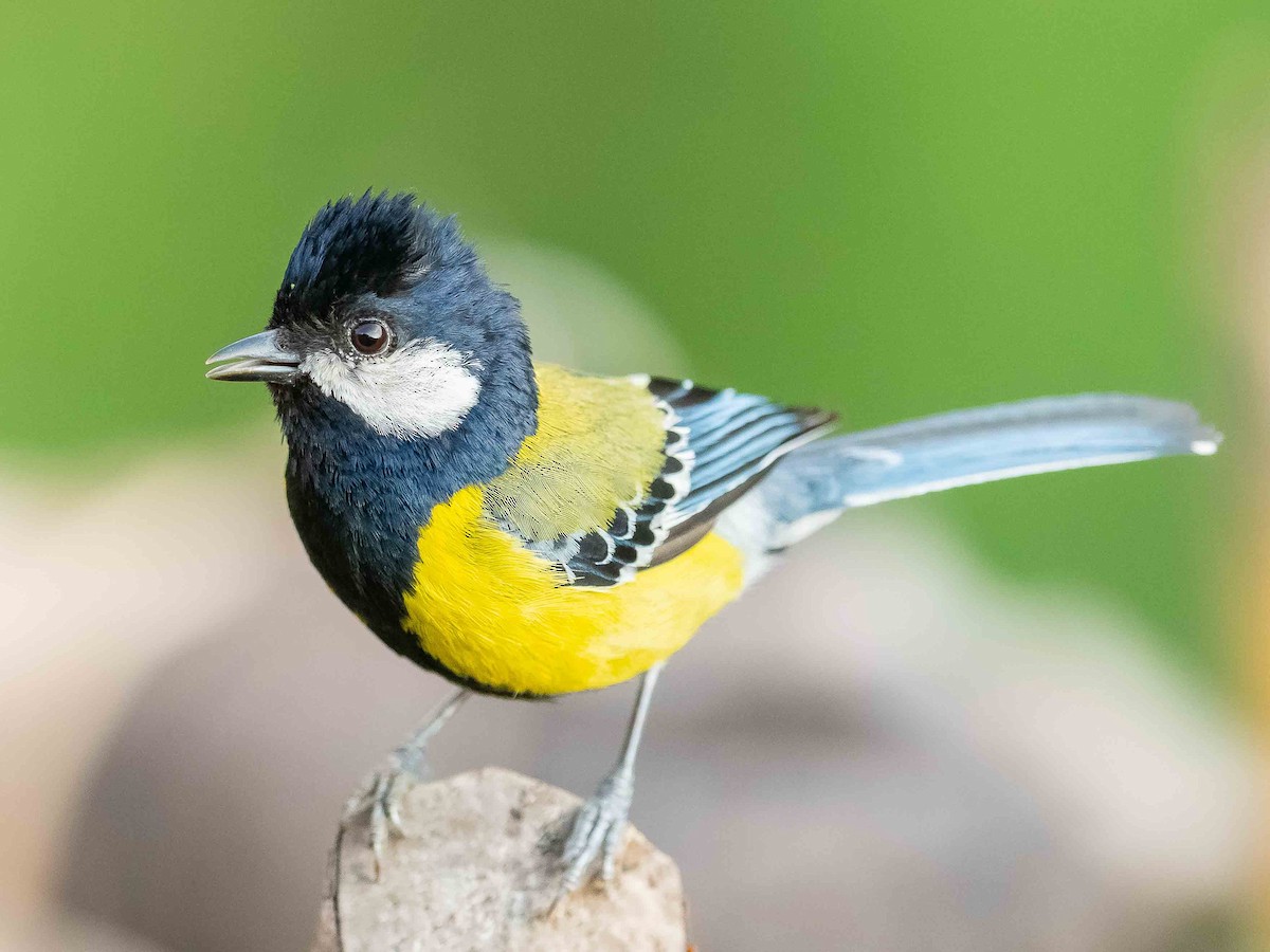 Green-backed Tit - ML620307243