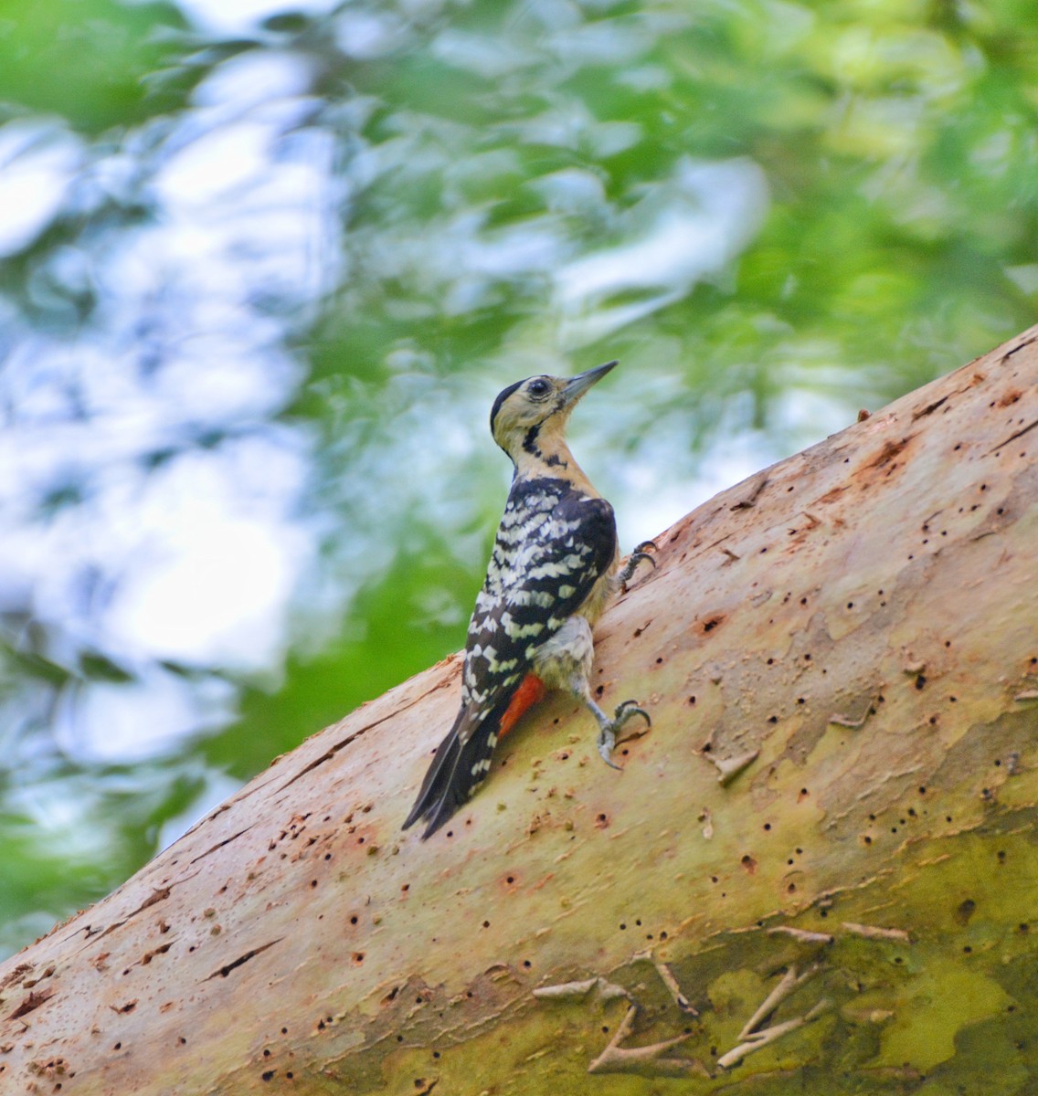 Fulvous-breasted Woodpecker - ML620307253