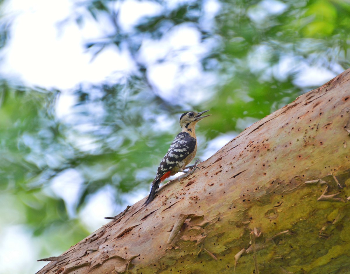 Fulvous-breasted Woodpecker - ML620307254