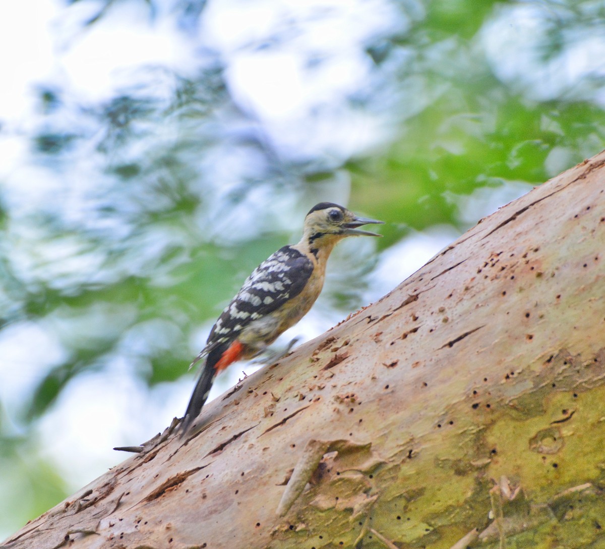 Fulvous-breasted Woodpecker - ML620307255