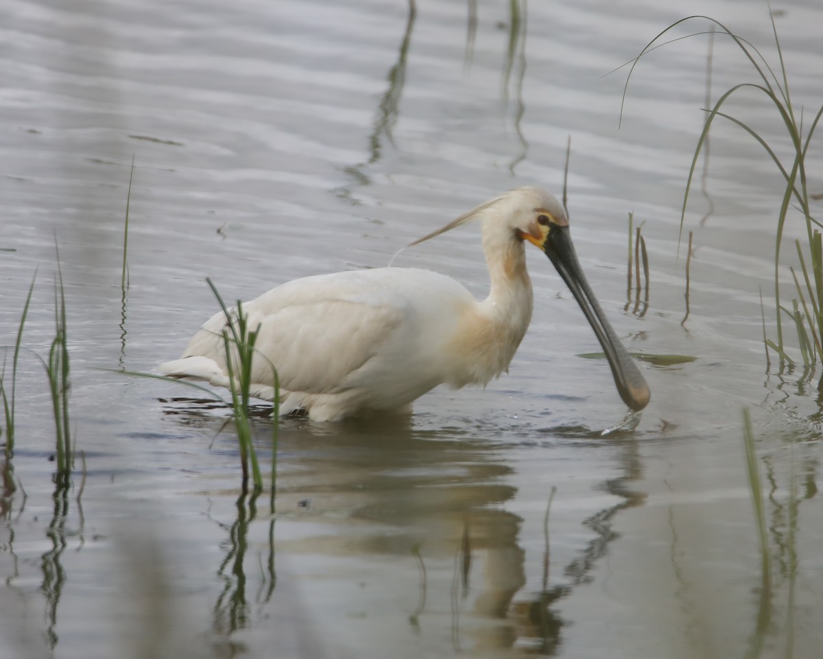 Eurasian Spoonbill - ML620307257