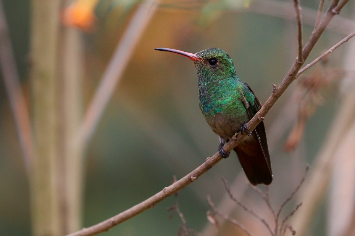 Rufous-tailed Hummingbird - ML620307258