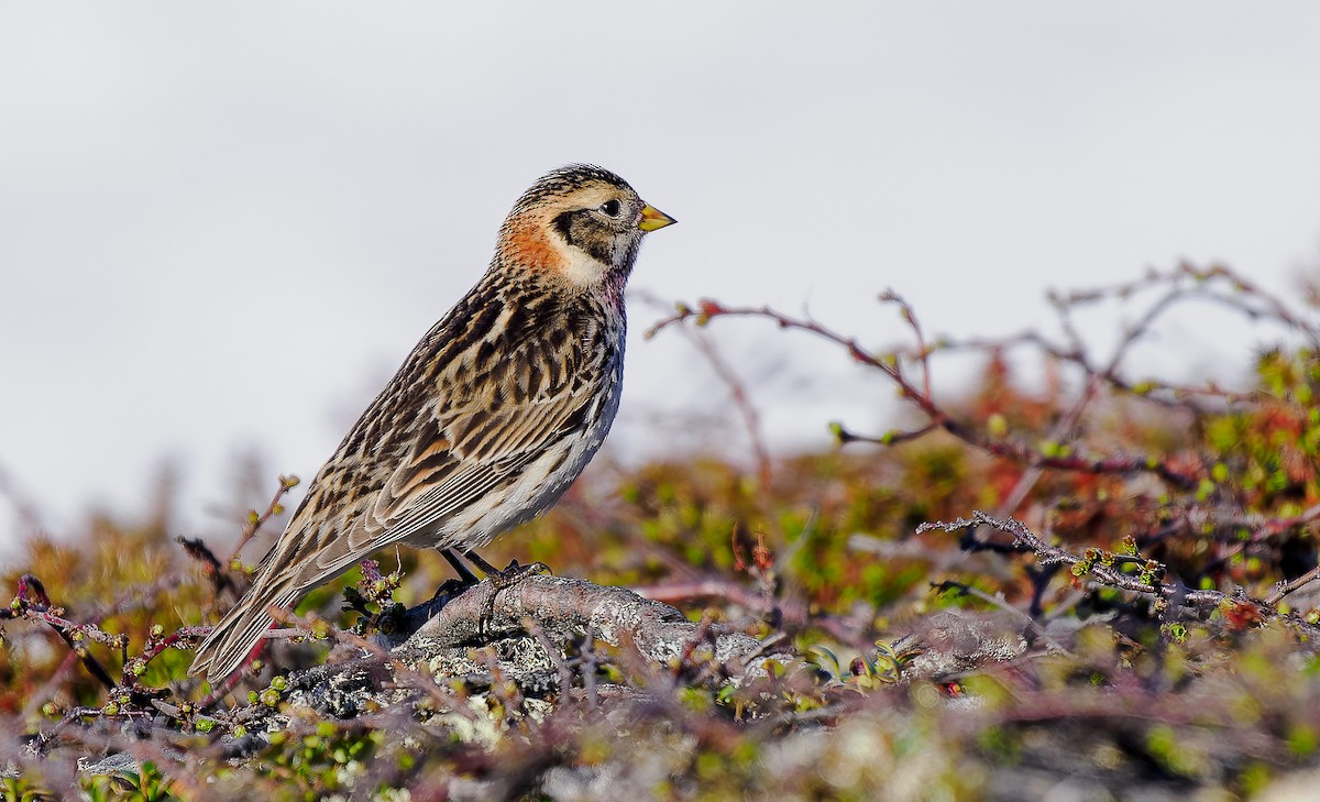 Lapland Longspur - ML620307259