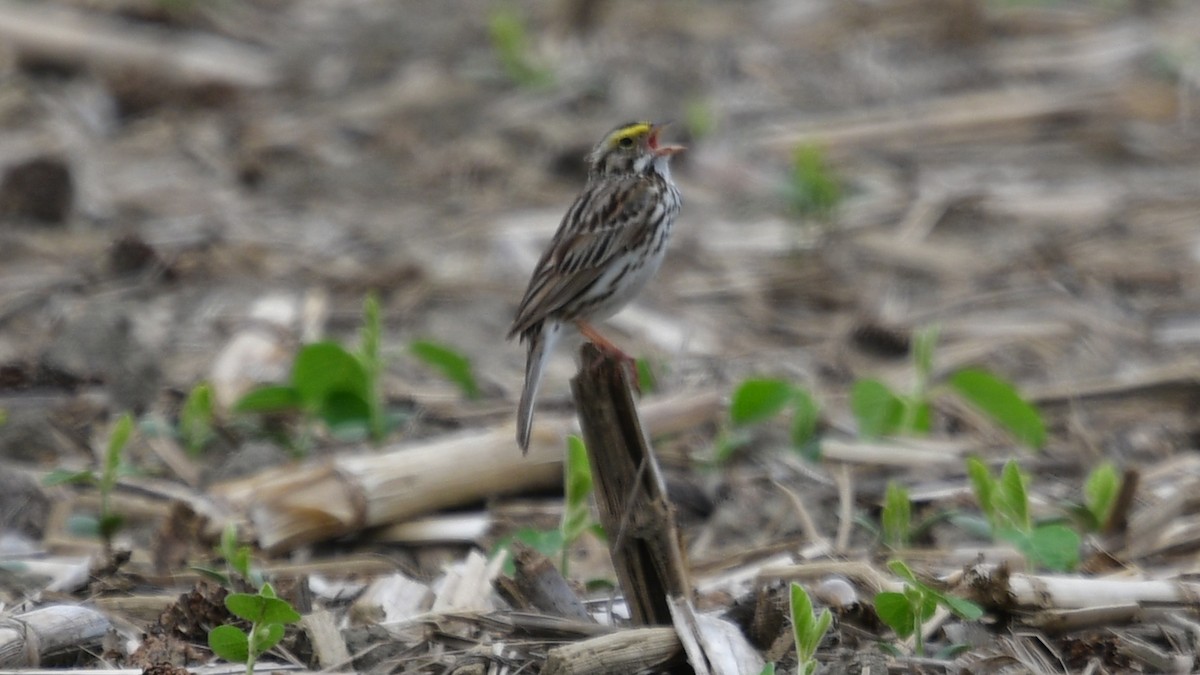 Savannah Sparrow - ML620307260