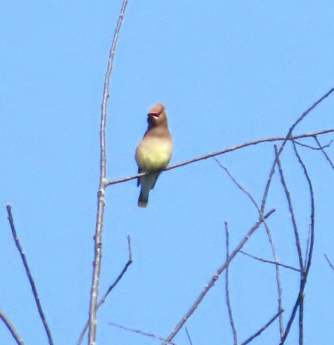 Cedar Waxwing - ML620307261