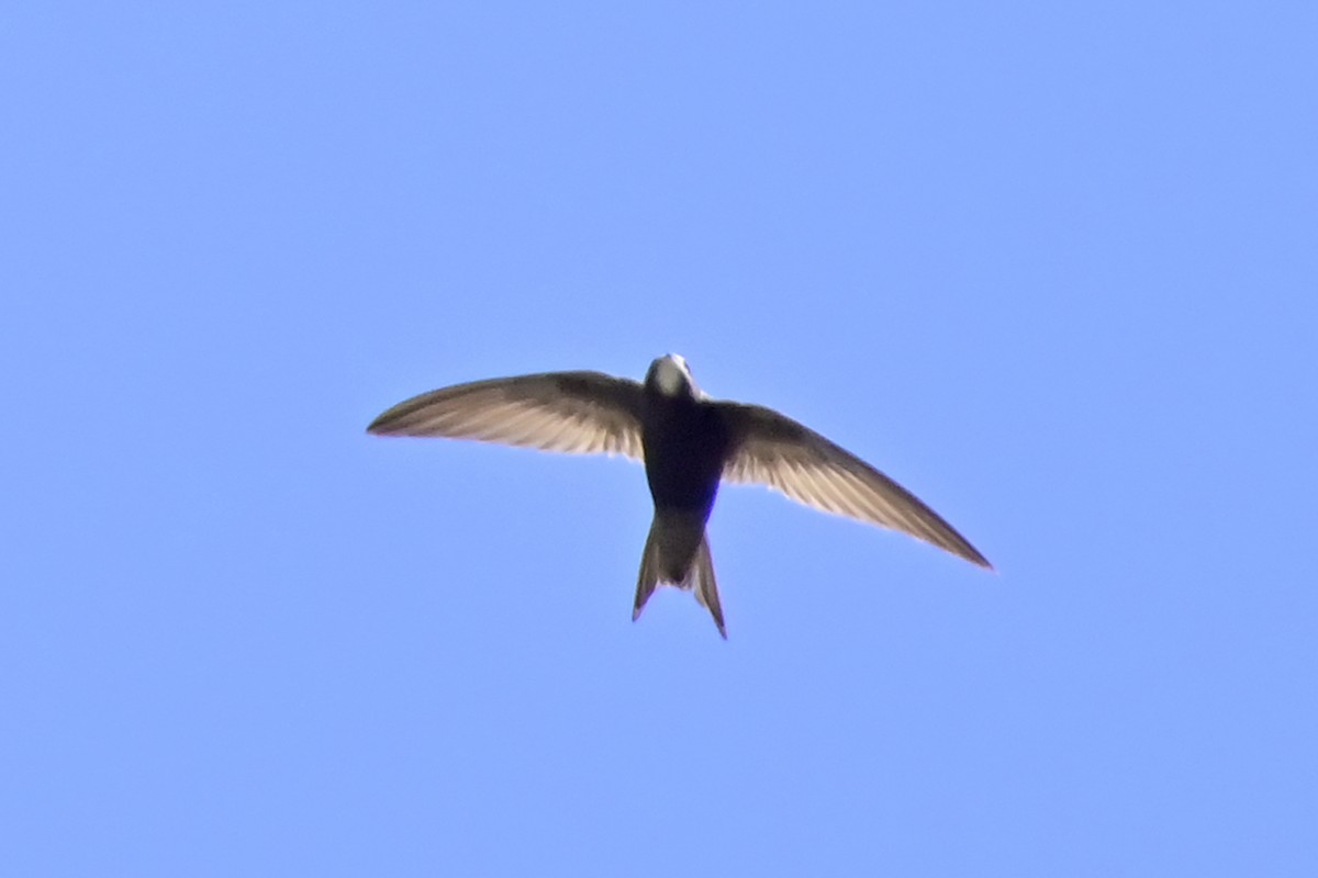 Pallid Swift - Gerd Schön