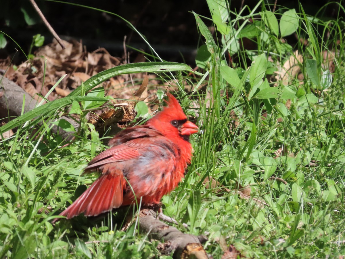 Northern Cardinal - ML620307264