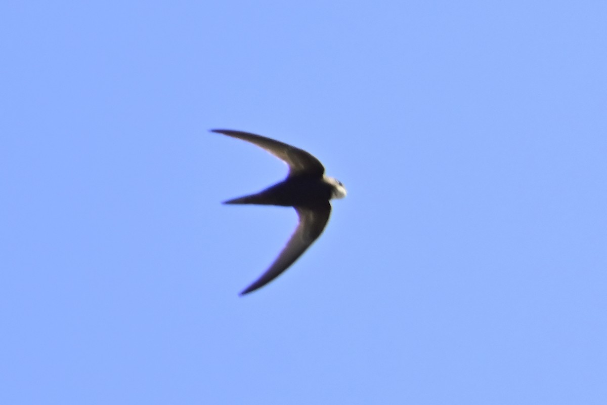 Pallid Swift - ML620307265