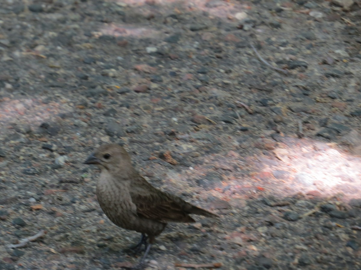 Brown-headed Cowbird - ML620307270