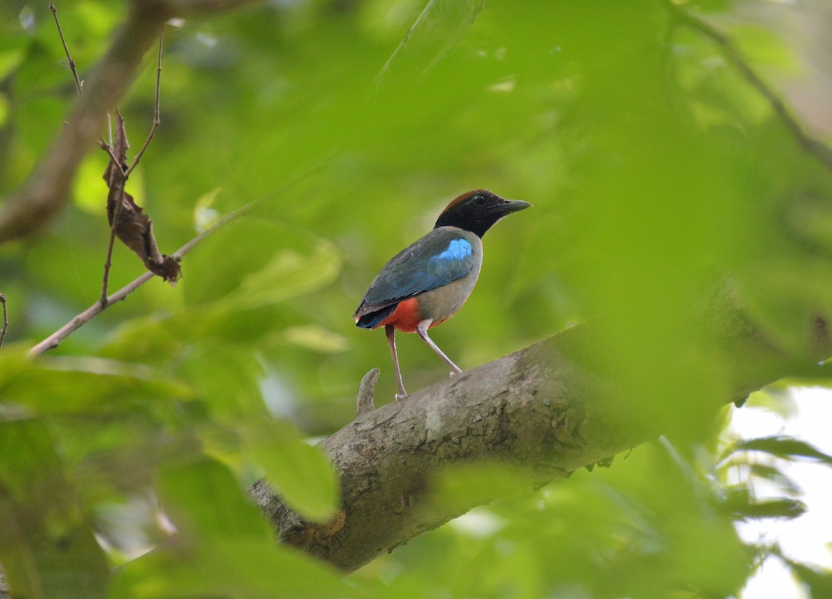 綠胸八色鳥 - ML620307277