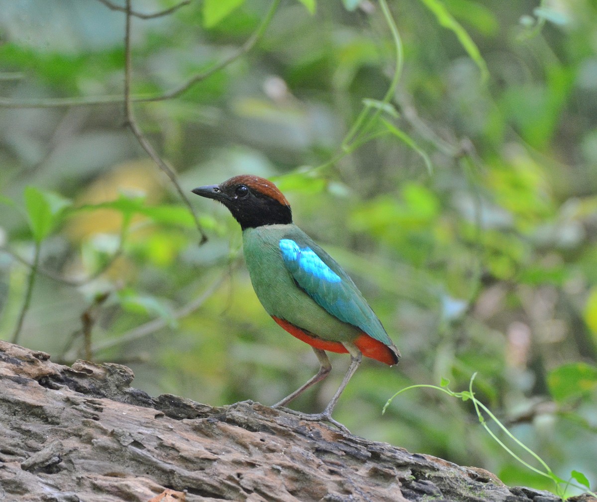 Western Hooded Pitta - ML620307281