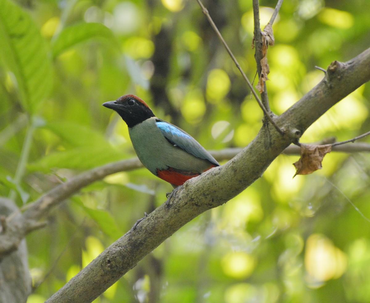 Western Hooded Pitta - ML620307283