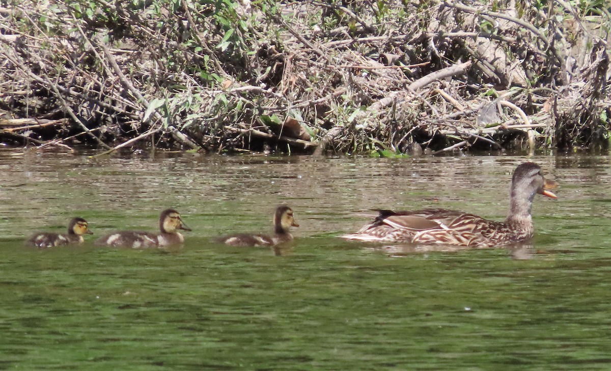 Canard colvert - ML620307287