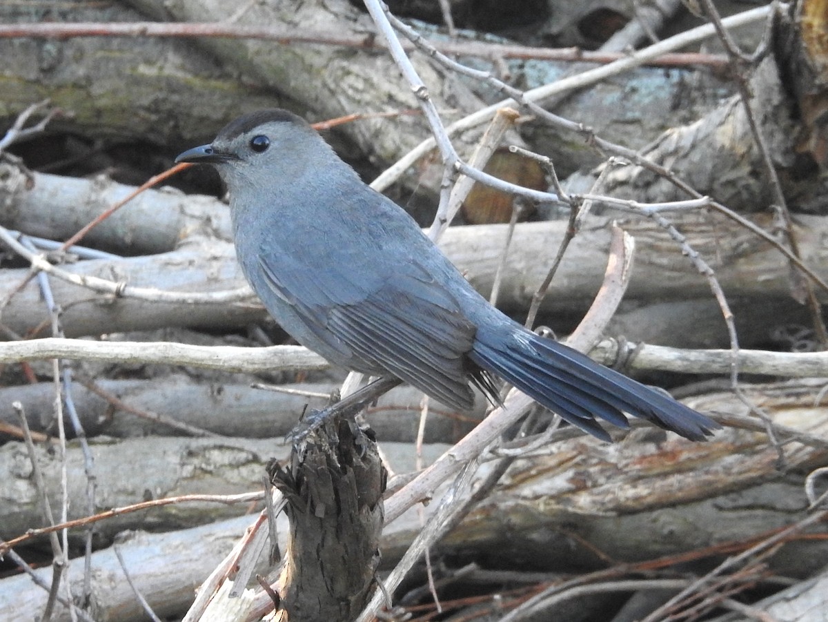 Gray Catbird - ML620307288