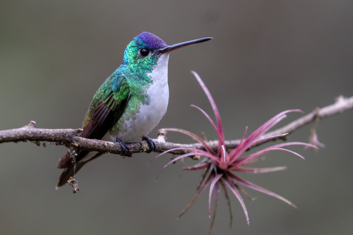 Andean Emerald - ML620307289