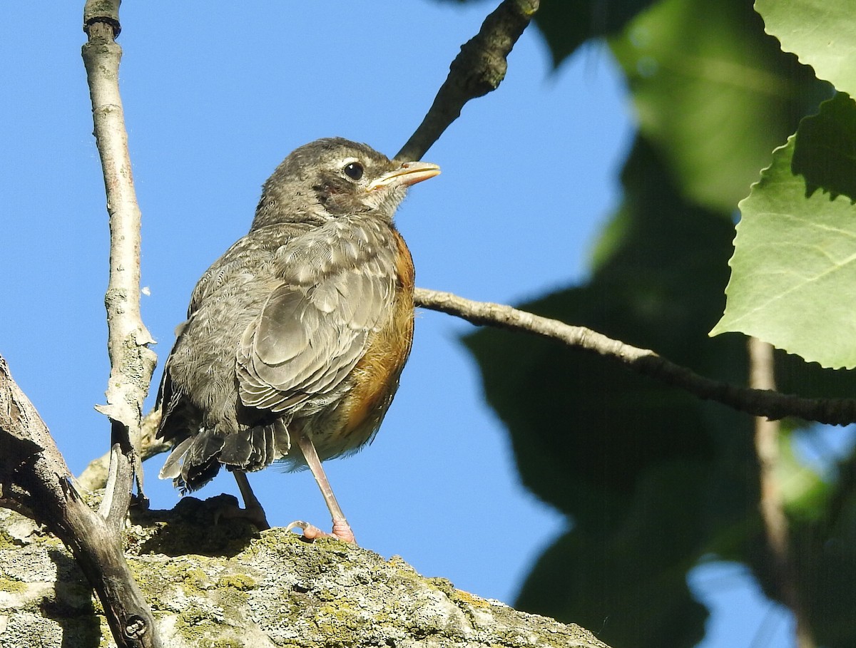 American Robin - ML620307290