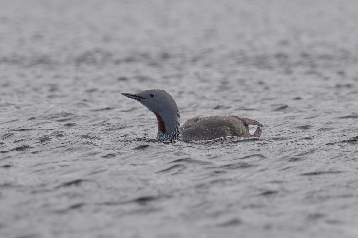 Red-throated Loon - ML620307295