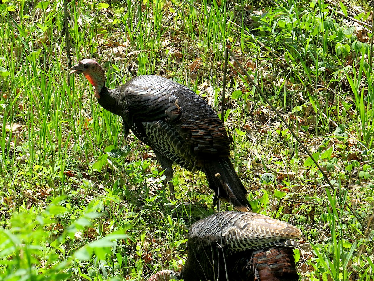 Wild Turkey - ML620307297