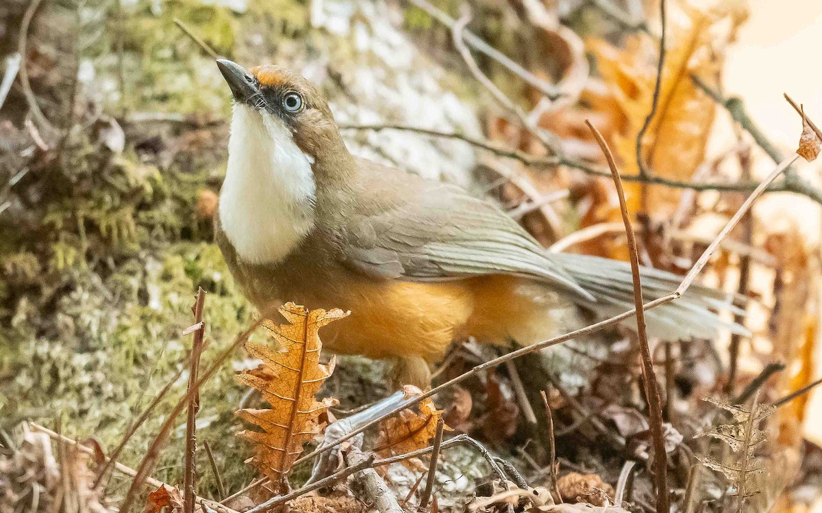 White-throated Laughingthrush - ML620307298