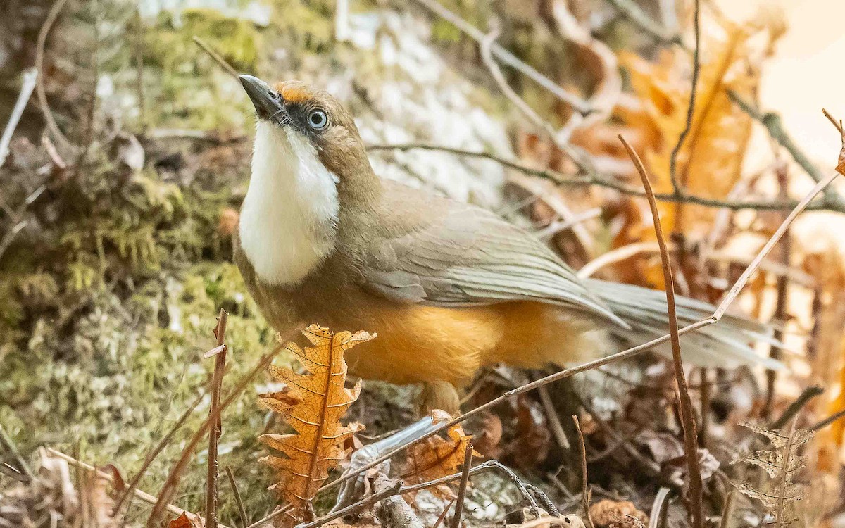 White-throated Laughingthrush - ML620307299