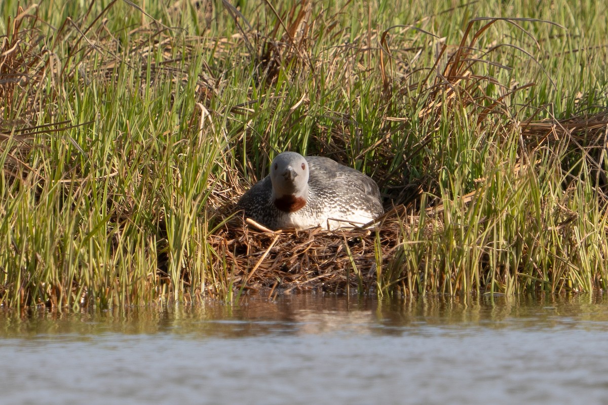 Red-throated Loon - ML620307300