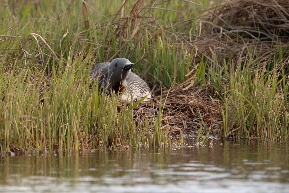 Red-throated Loon - ML620307301