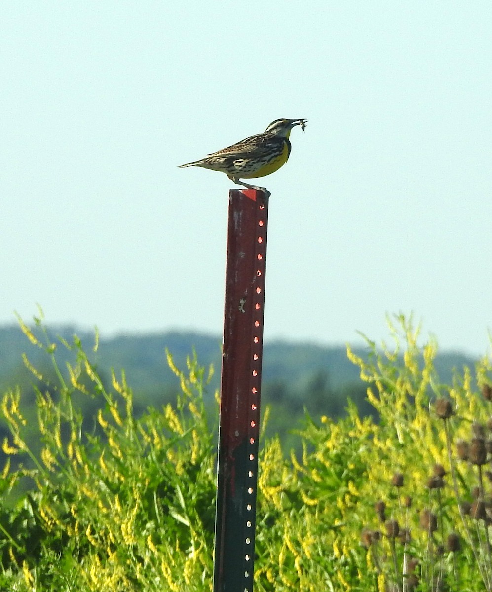 Eastern Meadowlark - ML620307302