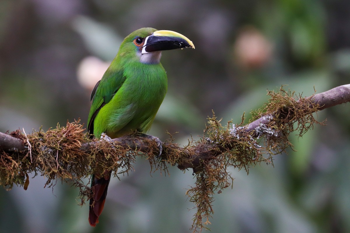 Toucanet à gorge blanche - ML620307304