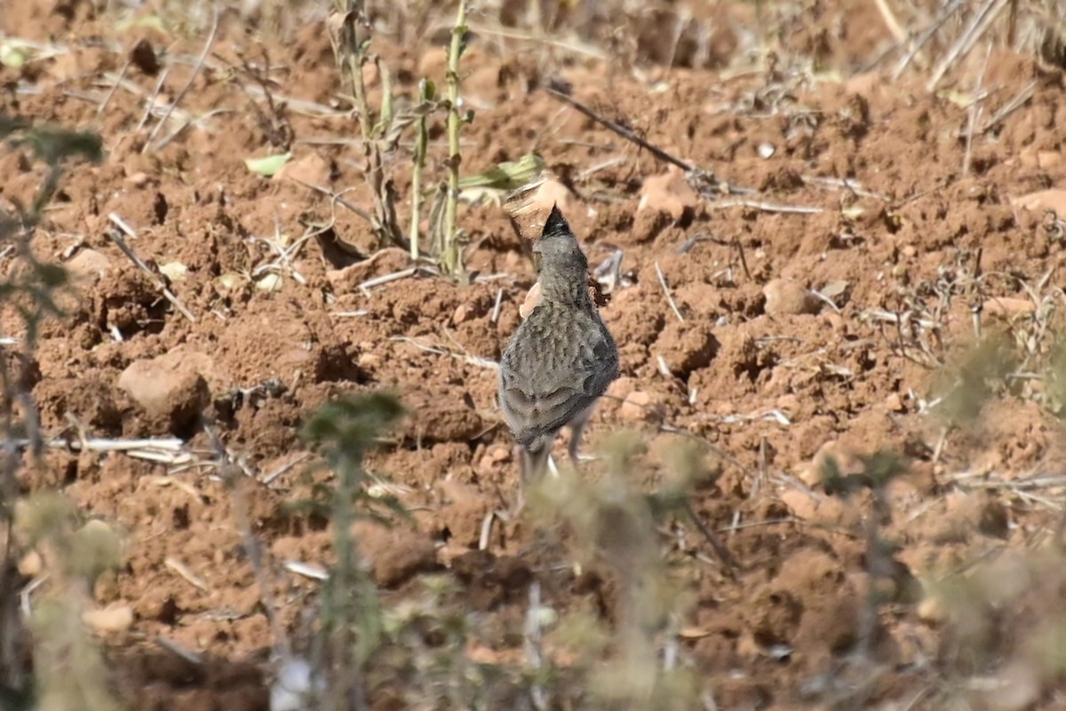 chocholouš vavřínový - ML620307305