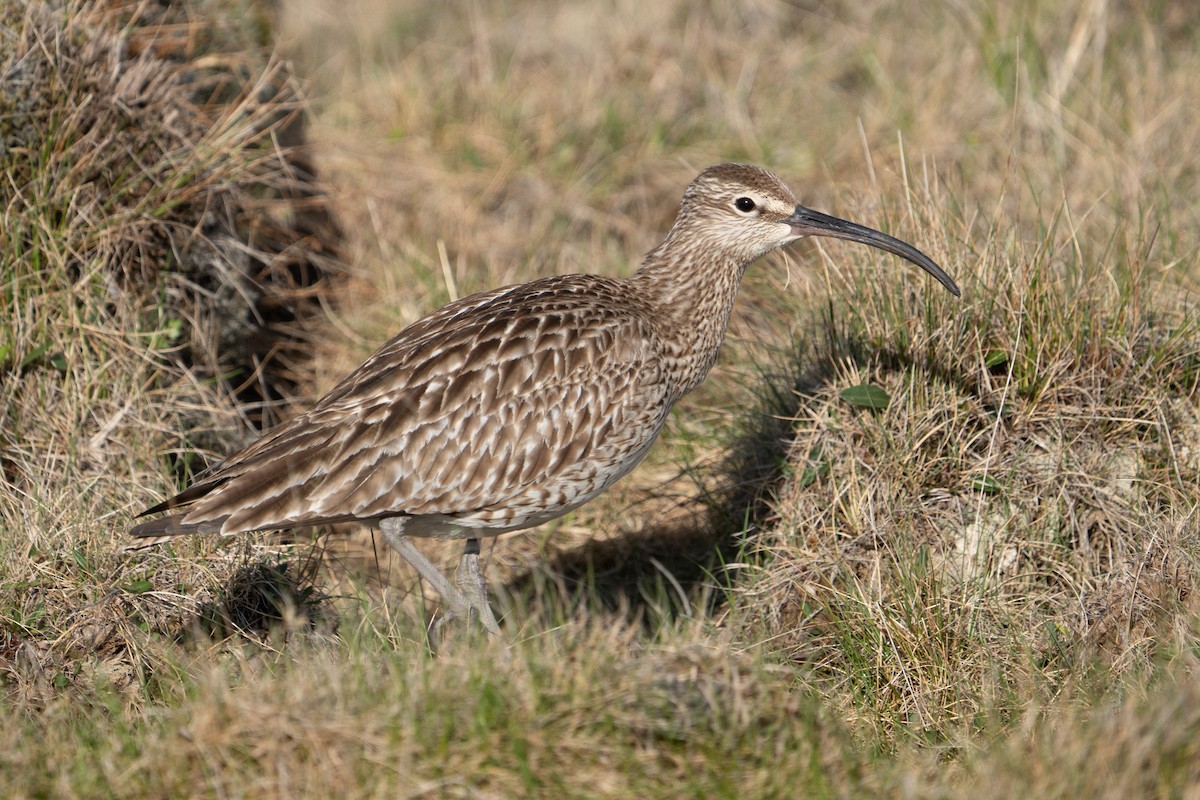 Regenbrachvogel - ML620307306