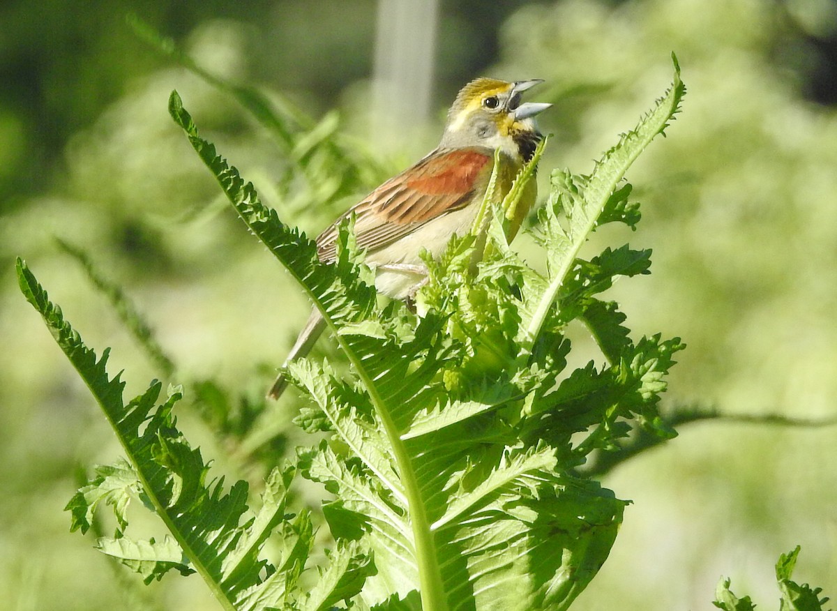 Dickcissel d'Amérique - ML620307313