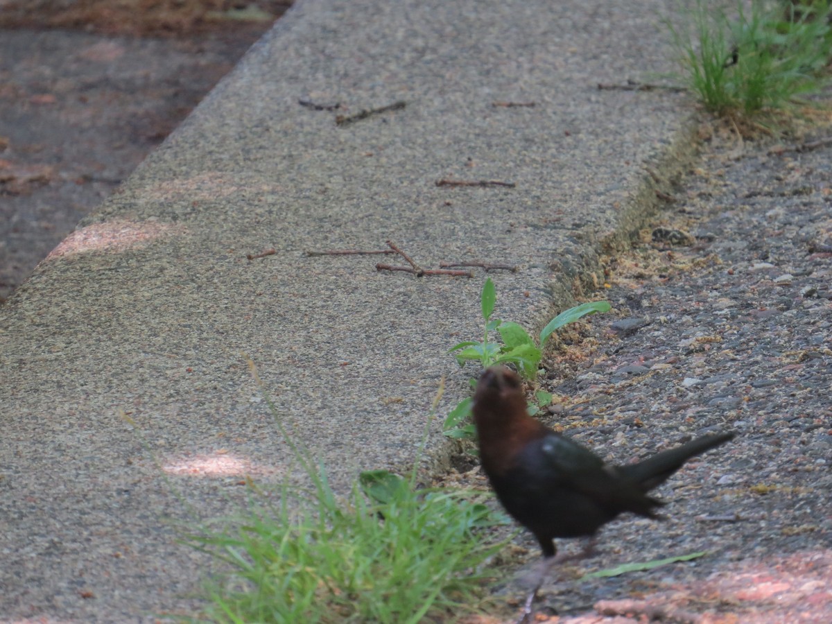 Brown-headed Cowbird - ML620307318