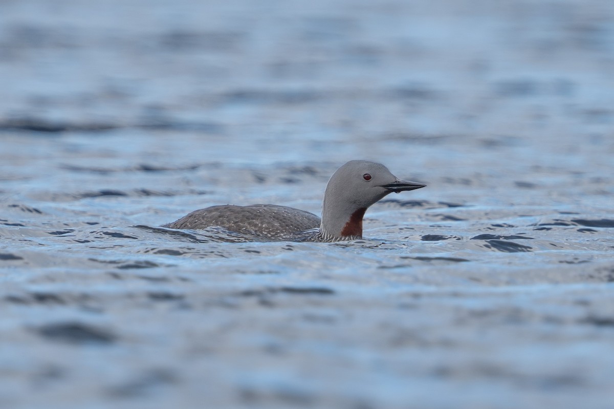 Red-throated Loon - ML620307320