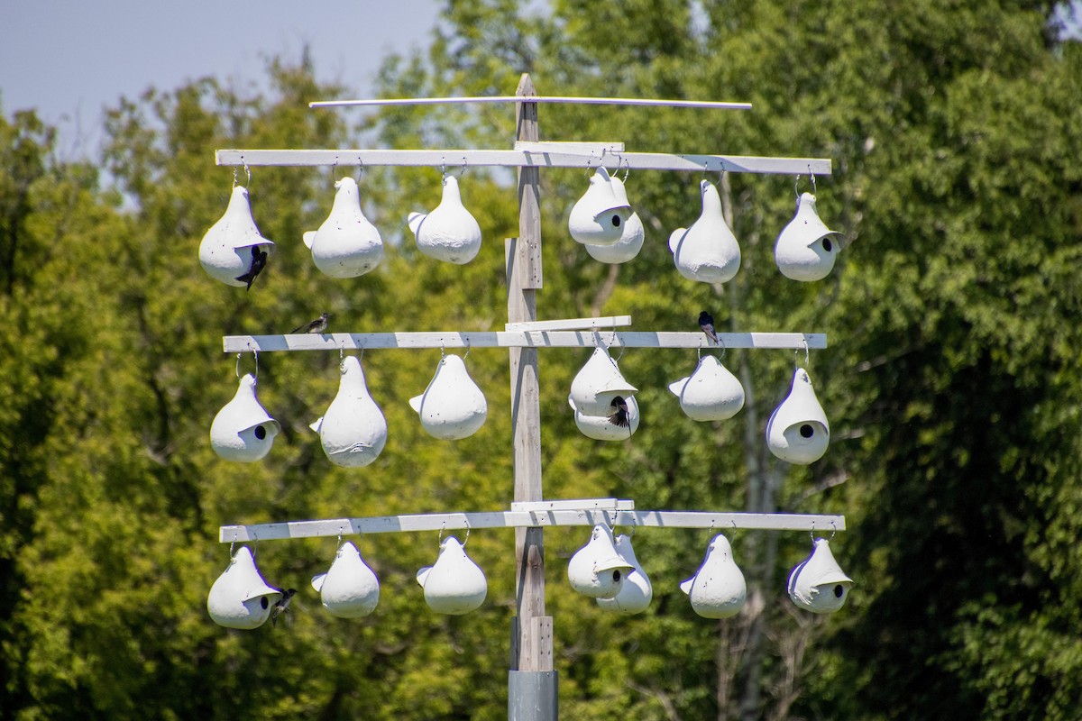 Purple Martin - ML620307328