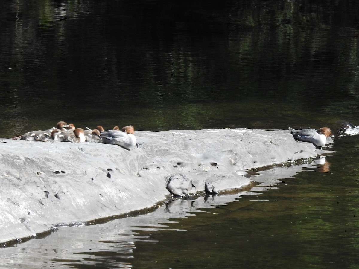 Common Merganser - ML620307329