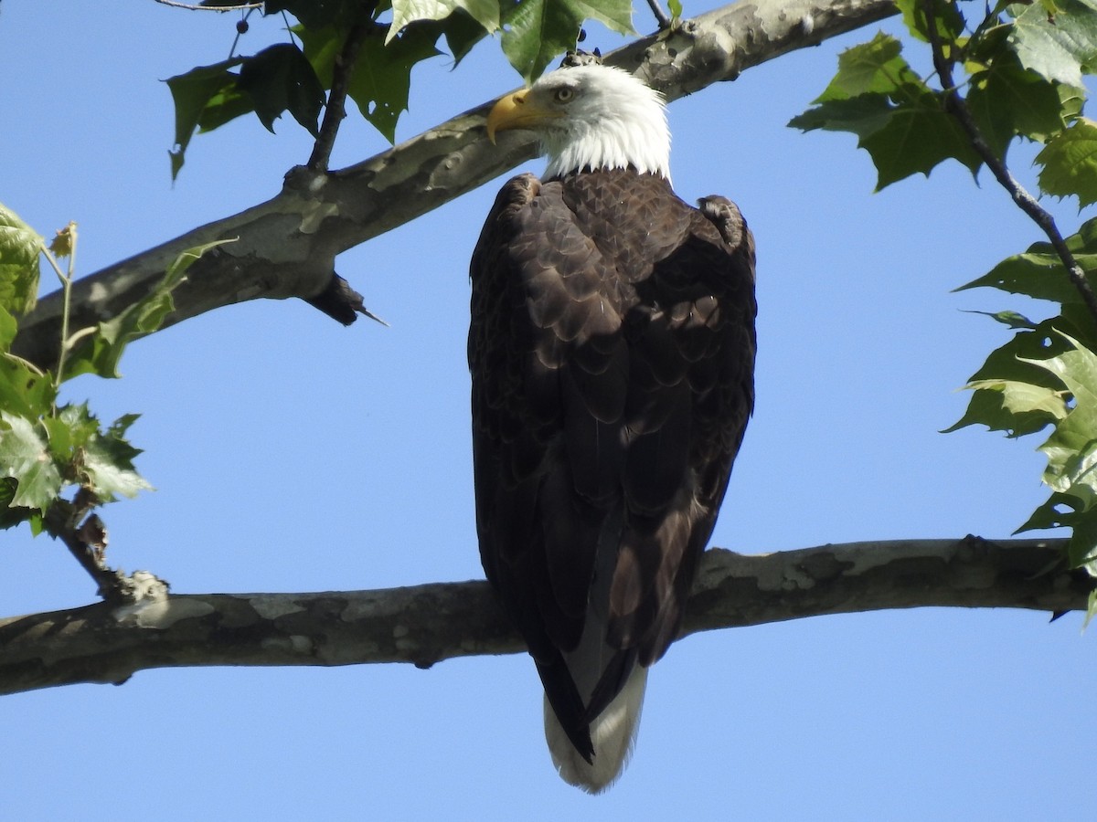 Weißkopf-Seeadler - ML620307334