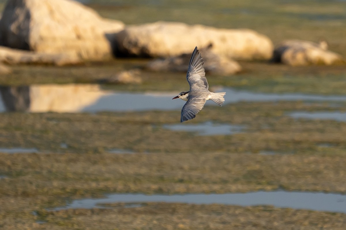 Whiskered Tern - ML620307337