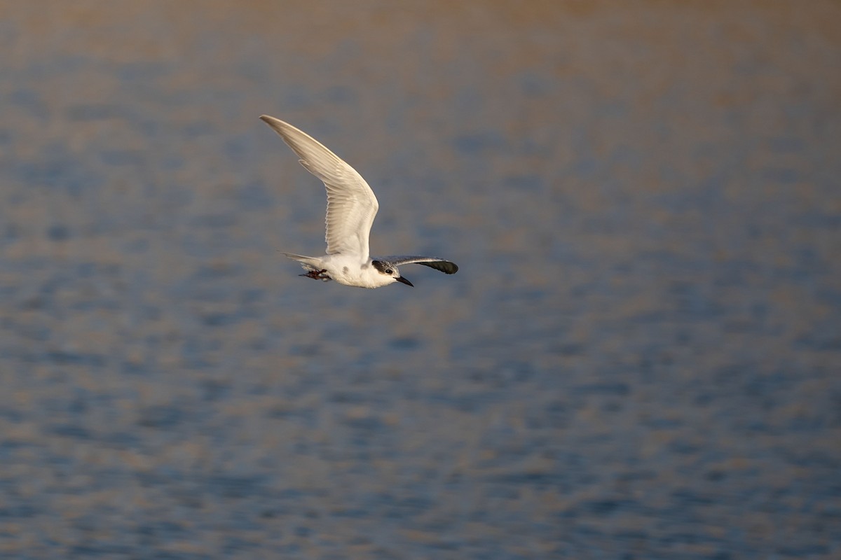 Whiskered Tern - ML620307338