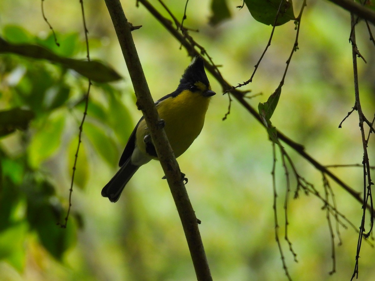 Taiwan Yellow Tit - ML620307339