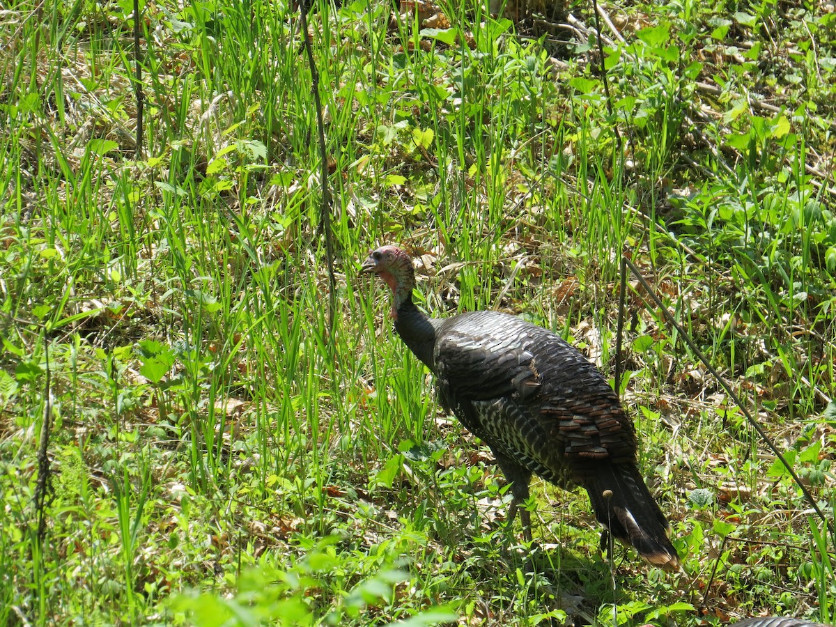 Wild Turkey - ML620307346