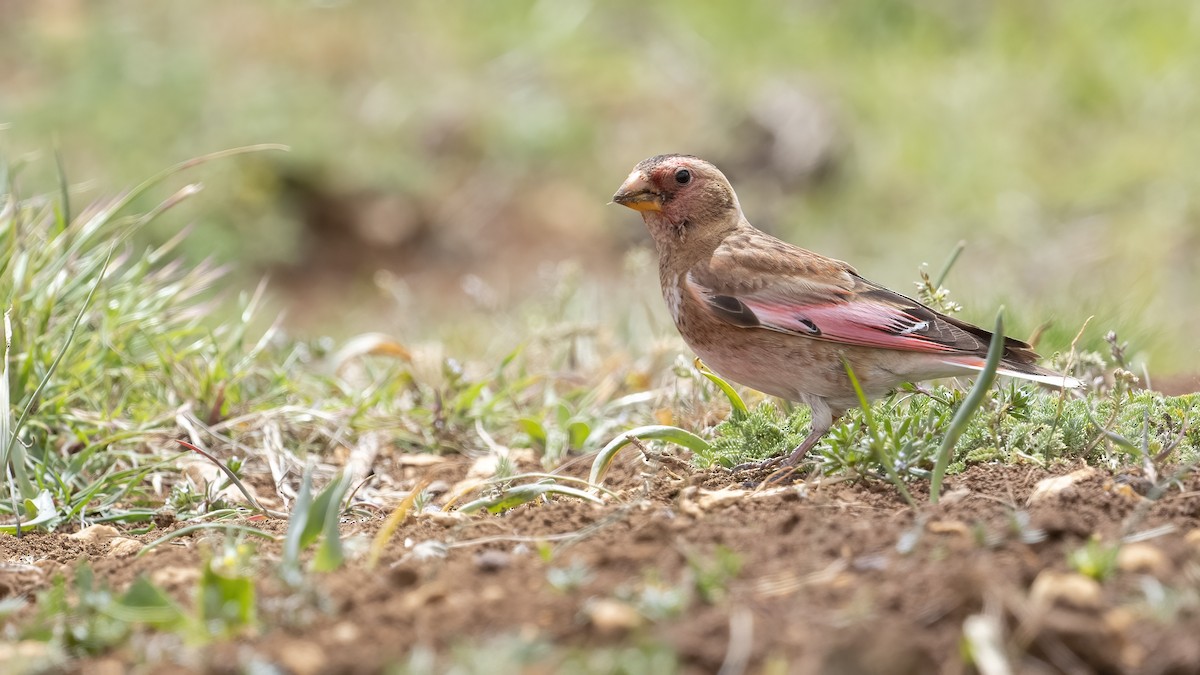 Crimson-winged Finch - ML620307347
