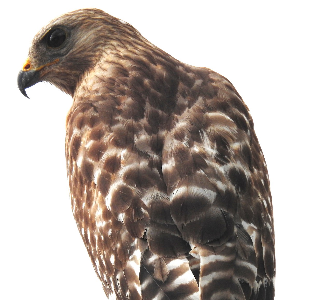 Red-shouldered Hawk - ML620307350