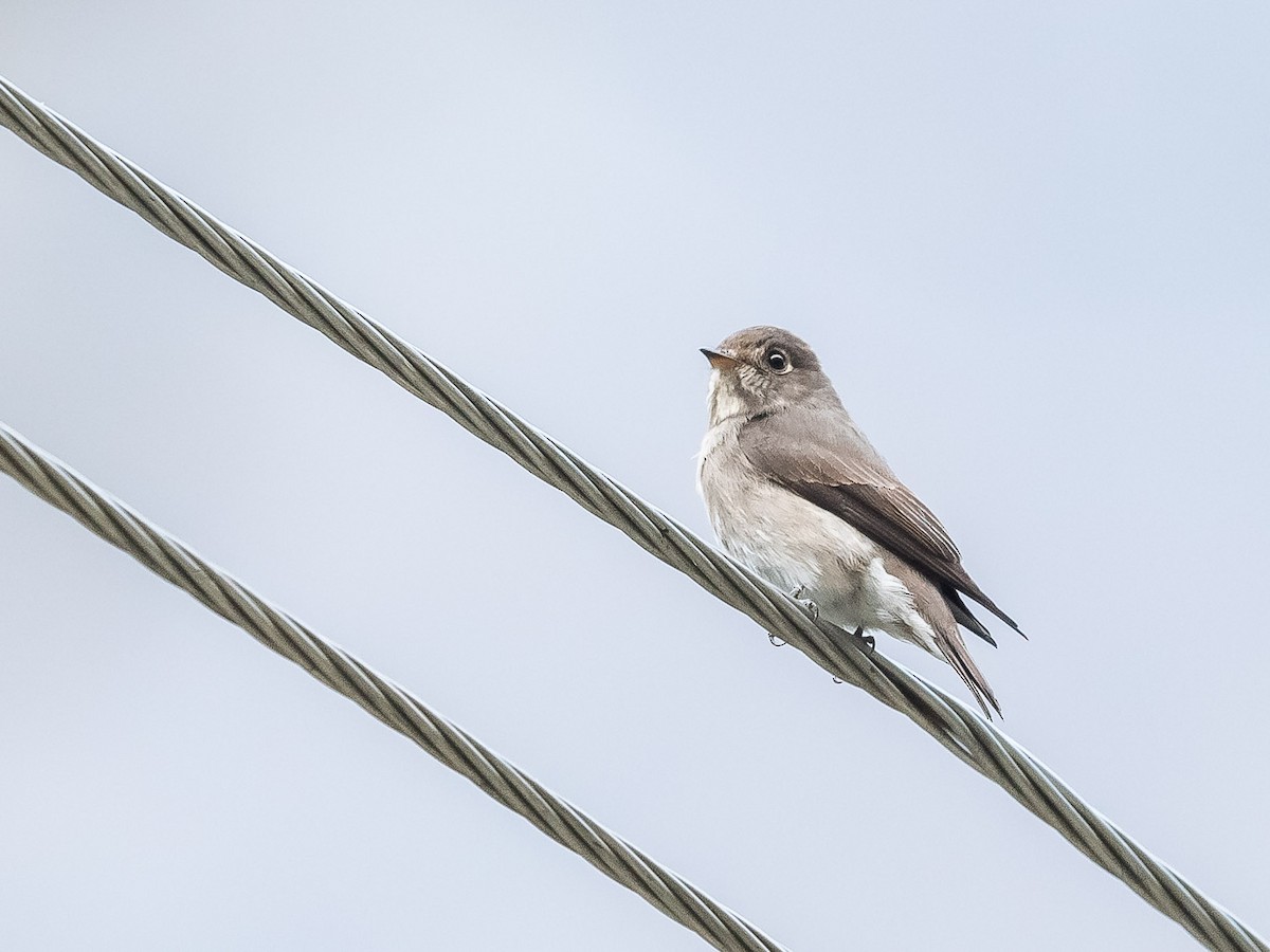 Dark-sided Flycatcher - ML620307351